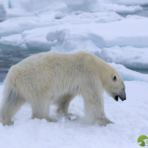 767902421IJsbeer Polar Bear Special bij Spitsbergen c Inezia Tours