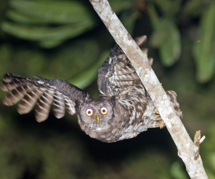 Akun Eagle Owl photo credit Arther Grosset