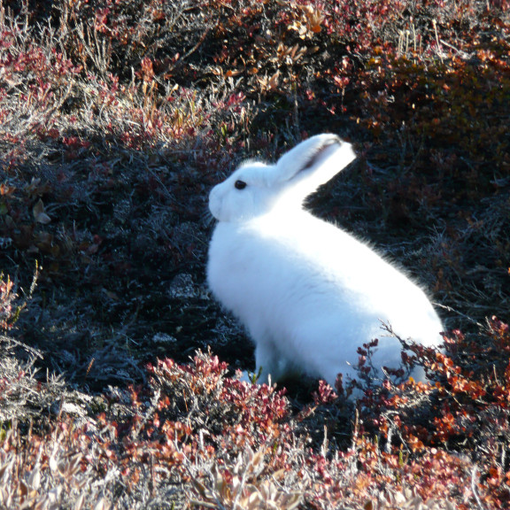 Arctic Hare Northeast Greenland September Rob Tully Oceanwide Expeditions.JPG Rob Tully