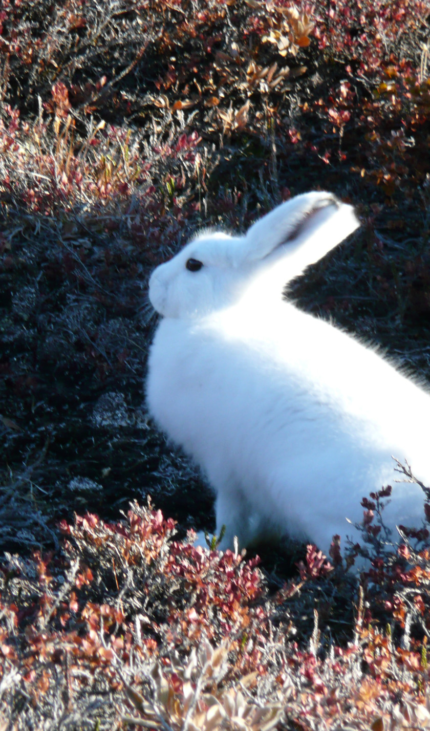 Arctic Hare Northeast Greenland September Rob Tully Oceanwide Expeditions.JPG Rob Tully