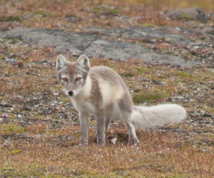 Arctic fox Erwin Vermeulen