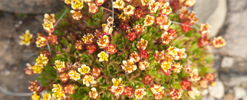 Colorful flora Erwin Vermeulen