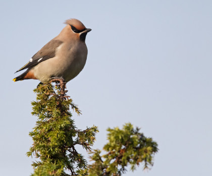 Bohemian Waxwing by Gerlach Photography
