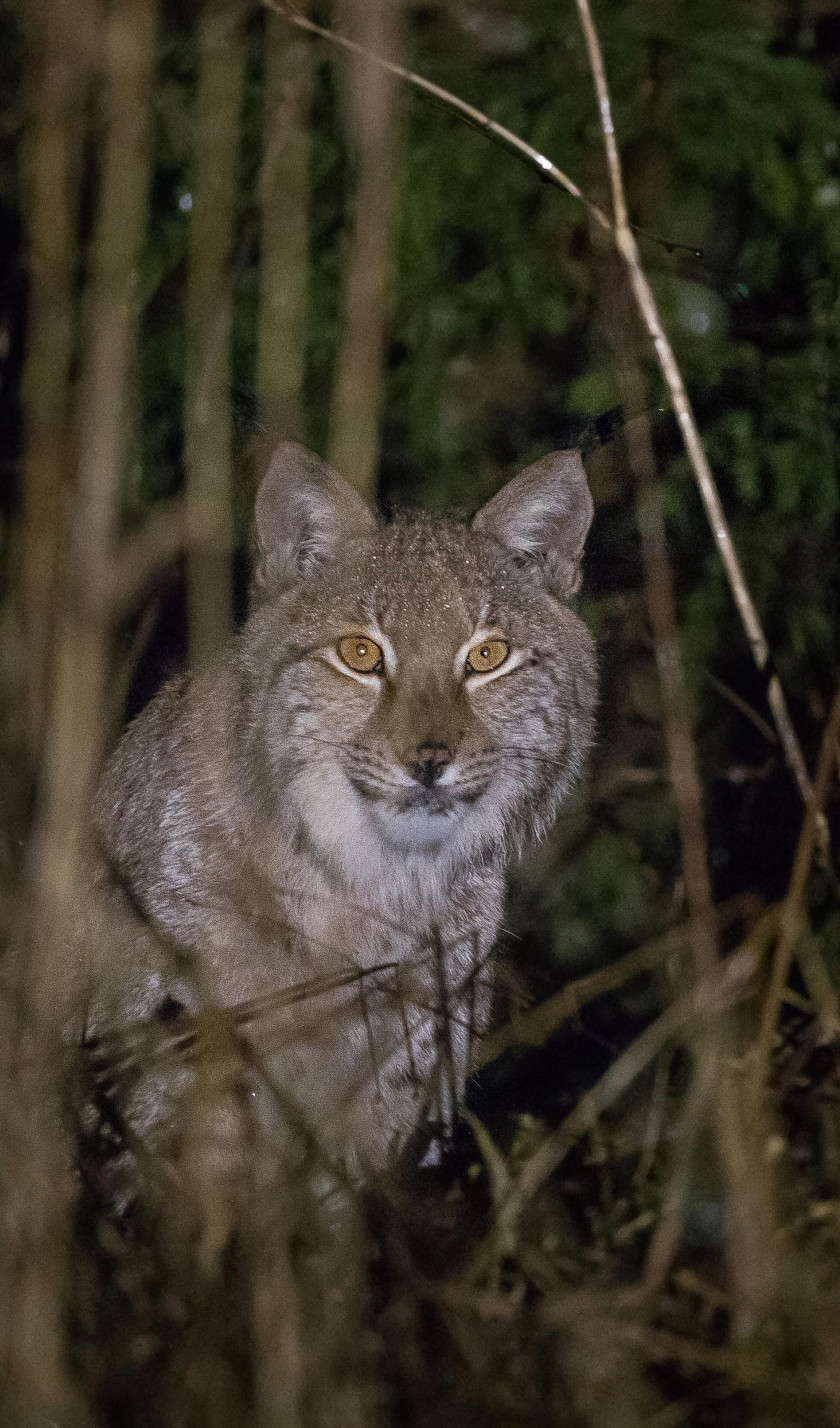 Lynx by M.Piispea