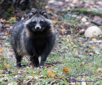 Raccoon Dog by Gerlach Photography