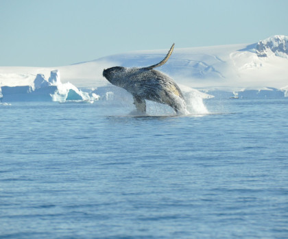 Humpback whale breaching Antarctica Nicolo de Cata Oceanwide Expeditions.jpg Nicolo de Cata