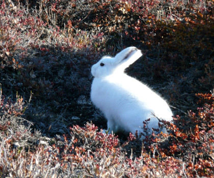 Arctic Hare Rob Tully Oceanwide Expeditions.JPG Rob Tully