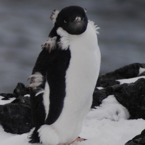 Adelie penguins Detaille Island Polar Circle Antarctica Jamie Scherbeijn Oceanwide Expeditions 2 v2.JPG Jamie Scherbeijn