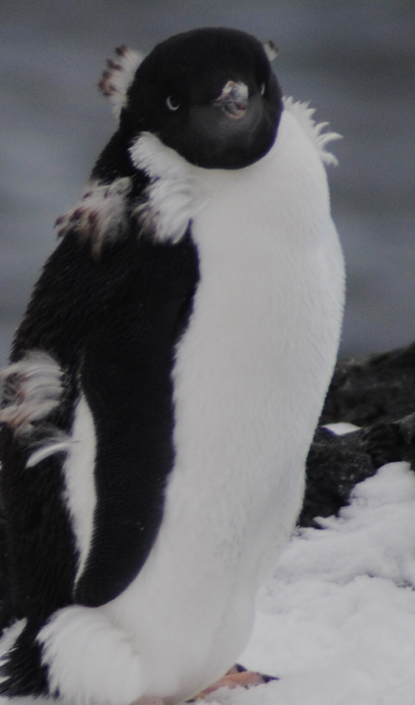 Adelie penguins Detaille Island Polar Circle Antarctica Jamie Scherbeijn Oceanwide Expeditions 2 v2.JPG Jamie Scherbeijn