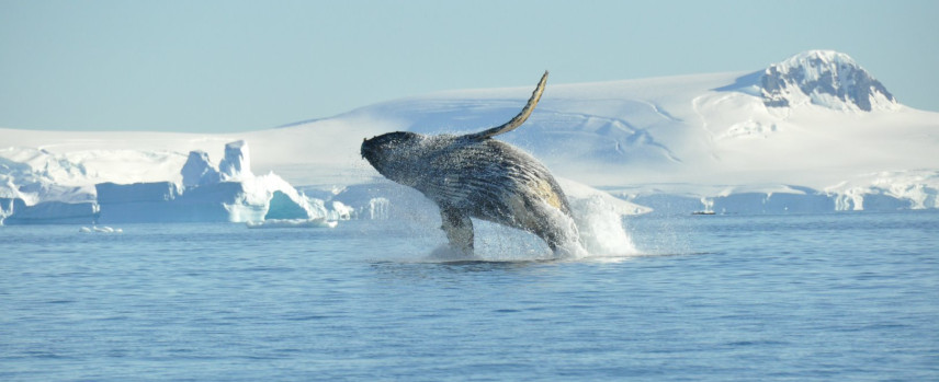 Humpback whale breaching Antarctica Nicolo de Cata Oceanwide Expeditions.jpg Nicolo de Cata