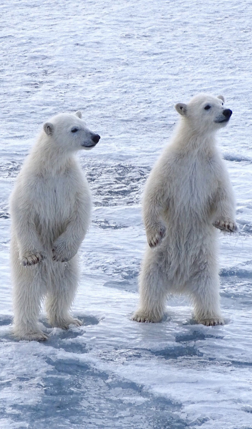 Polar bears Svalbard Juli Nikki Born Oceanwide Expeditions 2 v2.jpg Nikki Born