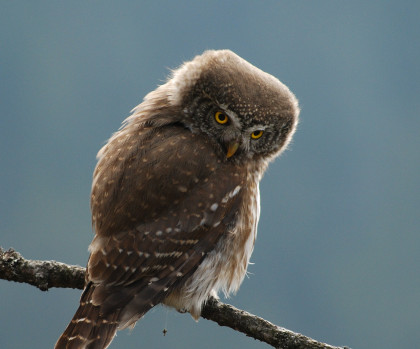 Slovakia Pygmy Owl Martin Hrouzek 2