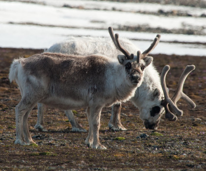 Svalbard Reindeer Erwin Vermeulen