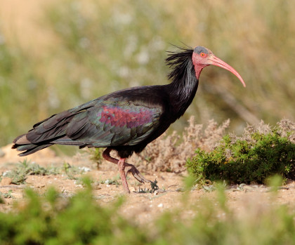 Vogelreis Marokko