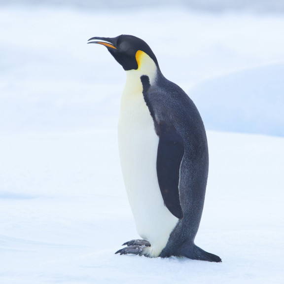 Emperor Penguin Wim van Passel