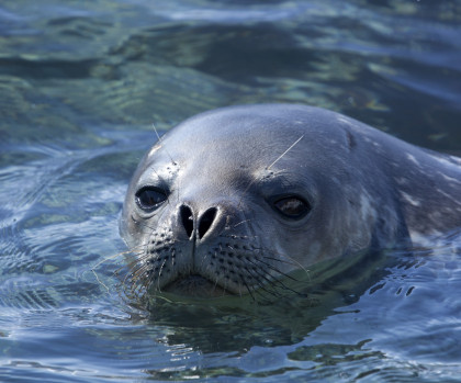Swimming Weddell Seal Wim van Passel